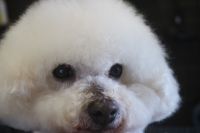 【ビション】S君　ナノバブルオゾンシャンプーコースのご利用ありがとうざいました。　爪切りやお耳掃除をしてからオゾン水を使ってシャンプー・リンシングをしてブローをしました。　足周りを整えて目の周りを少しカットしてお手入れしました◎　今日もとってもお利口さんにトリミングできました(^^)/栃木県真岡市　トリミングサロン221B