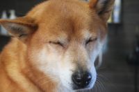 【柴犬】A君　ナノバブルオゾンシャンプーコースのご利用ありがとうございました。　換毛期なのでブラッシングをしっかりしてからオゾン水を使ってシャンプー・リンシングをしました。　ブロー後に爪切りやお耳掃除をして全身綺麗になりました◎　今日もとってもお利口さんにトリミングできました(^^)/栃木県真岡市　トリミングサロン221B
