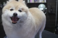 【mix】Aちゃん　カットコースのご利用ありがとうございました。　全体的に伸びてしまっていたのでブラッシングをしてシャンプーブローをしてからカットに入りました。　揃える程度の長さに揃えてスッキリしたラインになりました◎　今日もとってもお利口さんにトリミングできました(^^)/栃木県真岡市　トリミングサロン221B