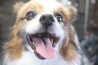 【パピオン】K君　ナノバブルオゾンシャンプーコースのご利用ありがとうござました。　ブラッシングをしてから爪切り等を済ませてシャンプーに入りました。　リンシングをしてブローをした後に足周り・足裏を整えてお尻をカットしてお手入れしました◎　今日もとってもお利巧さんにトリミングできました(^^)/栃木県真岡市　トリミングサロン221B