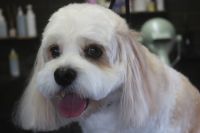 【mix】M君　カットコースのご利用ありがとうございました。　前回と同じ長さで全身を揃えました。　ブラッシングをしてからオゾン水を使ってシャンプーブローをしてから仕上げのカットをしました。　お耳と尻尾も少しカットしてスッキリサッパリになりました◎　今日もとってもお利口さんにトリミングできました(^^)/栃木県真岡市　トリミングサロン221B