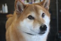 【柴犬】T君　ナノバブルオゾンシャンプーコースのご利用ありがとうございました。　よくお手入れされていたので、多少ブラッシングしてからオゾン水を使って湯煎し、シャンプー・リンシングをしました◎　少し換毛期が始まってきたようです。　爪切りやお耳掃除もして今日もとってもお利口さんにトリミングできました(^^)/栃木県真岡市　トリミングサロン221B