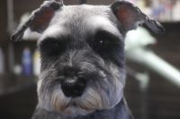 【シュナウザー】Sちゃん　カットコースのご利用ありがとうございました。　全身を短めの長さにカットしました。　爪切りやお耳掃除をしてからオゾン水を使ってシャンプーした後に仕上げのカットをしました◎　全身短くなってスッキリサッパリになりました。　今日もとってもお利口さんにトリミングできました(^^)/栃木県真岡市　トリミングサロン221B