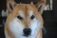 【柴犬】H君　ナノバブルオゾンシャンプーコースのご利用ありがとうございました。　お店にくるのが楽しみなようでとてもうれしいです◎　ブラッシングをしてから爪切り等を済ませて、オゾン水を使って湯煎してシャンプー・リンシングをしました。　ブローをしてお耳掃除や足裏を綺麗にしてお手入れしました。　今日もとってもお利口さんにトリミングできました(^^)/栃木県真岡市　トリミングサロン221B