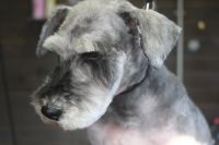 【シュナウザー】H君　カットコースのご利用ありがとうございました。　全身を短めにカットしてお手入れしました。　爪切りやお耳掃除等のお手入れをしてからオゾン水を使ってシャンプーした後に仕上げのカットをしました◎　今日もとってもお利口さんにトリミングできました(^^)/栃木県真岡市　トリミングサロン221B
