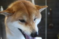 【柴犬】T君　ナノバブルオゾンシャンプーコースのご利用ありがとうございました。　換毛期なのでブラッシングをしっかりとしてからシャンプーに入りました。　沢山抜け毛を処理して全体的に軽くなりました◎　爪切りやお耳掃除もして今日もとってもお利口さんにトリミングできました(^^)/栃木県真岡市　トリミングサロン221B