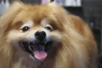 【ポメラニアン】Sちゃん　ナノバブルオゾンシャンプー＋部分カットのご利用ありがとうございました。　全身をブラッシングしてデスコートを除去してからオゾン水を使ってシャンプー・リンシングをしました。　ブローをしてからお尻をカットして足周りを整えました◎　　今日もとってもお利口さんにトリミングできました(^^)/栃木県真岡市　トリミングサロン221B