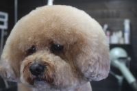 【mix】K君　カットコースのご利用ありがとうございました。　全身をブラッシングしてから爪切り・肛門腺絞り・お耳掃除をしてシャンプーしました。　ブローをしてから体・手足・お顔をカットしてスッキリサッパリになりました◎　今日もとってもお利口さんにトリミングできました(^^)/栃木県真岡市　トリミングサロン221B