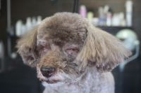 【プードル】Pちゃん　カットコースのご利用ありがとうございました。　ブラッシングをしてからオゾン水を使ってシャンプーしてからカットに入りました。　お顔周りは目薬なので汚れにくいように極力短めにカットしました。　負担がない程度に作業に致しましたが、いつもと様子も変わらずにしてました◎　爪切りやお耳掃除もして今日もとってもお利口さんにトリミングできました(^^)/栃木県真岡市　トリミングサロン221B