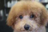 【トイプードル】A君　ナノバブルオゾンシャンプーコースのご利用ありがとうございました。　全身をブラッシングして爪切りやお耳掃除をしてからシャンプーに入りました。　少しずつ色々な事に慣れてきている様子です◎　目の周りを少しカットして足裏等を処理しました。　今日もとってもお利口さんにトリミングできました(^^)/栃木県真岡市　トリミングサロン221B