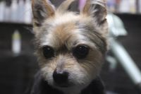 【mix】Bちゃん　カットコースのご利用ありがとうございました。　爪切りをして肛門腺絞り（出にくいようなので獣医さんに行った時に診てもらってください）等をしてからシャンプーブローをしてカットに入りました。　短めの長さに揃えてスッキリサッパリになりました◎　今日もとってもお利口さんにトリミングできました(^^)/栃木県真岡市　トリミングサロン221B