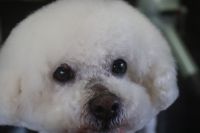 【ビション】S君　カットコースのご利用ありがとうございました。　最初に全身をブラッシングしてからオゾン水を使ってシャンプーしてからカットに入りました。　全身を短めの長さに揃えて、お顔も汚れにくいようにサッパリ目にしました◎　今日もとってもお利口さんにトリミングできました(^^)/栃木県真岡市　トリミングサロン221B