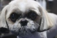 【シーズー】Aちゃん　カットコースのご利用ありがとうございました。　5mmの長さで全身を揃えました。　お顔周りは汚れにくいように短めにしてお耳や尻尾もカットしてスッキリサッパリになりました◎　爪切りやお耳掃除もして今日もとってもお利口さんにトリミングできました(^^)/栃木県真岡市　トリミングサロン221B
