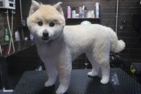 【mix】Aちゃん　カットコースのご利用ありがとうございました。　伸びてしまっていたので全身を短めの長さにカットしました。　ブラッシングをしてからシャンプーブローをして仕上げのカットをしました。　お家でもブラッシングをしてあげましょう。　今日もとってもお利口さんにトリミングできました(^^)/栃木県真岡市　トリミングサロン221B