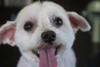 【マルチーズ】Cちゃん　カットコースのご利用ありがとうございました。　3㎜の長さにカットしてお手入れしました。　お耳や尻尾もカットして全身スッキリサッパリになりました◎　今日もとってもお利口さんにトリミングできました(^^)/栃木県真岡市　トリミングサロン221B