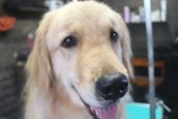 【ゴールデンレトリバー】Mちゃん　ナノバブルオゾンシャンプーコースのご利用ありがとうございました。　全身をブラッシングしてからナノバブルオゾン水を使ってシャンプー・リンシングをしました。　ブローをしてから足周りを整えてお耳掃除・お髭をカットしました◎　今日もとってもお利口さんにトリミングできました(^^)/栃木県真岡市　トリミングサロン221B