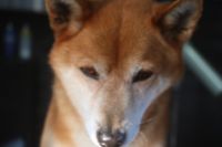 【柴犬】A君　ナノバブルオゾンシャンプーコースのご利用ありがとうございました。　全身をブラッシングしてデスコートを除去してからシャンプーに入ました。　ナノバブルオゾン水を使いシャンプー・リンシングをしてブローをしました◎　爪切りや足周りを整えて今日もとってもお利口さんにトリミングできました(^^)/栃木県真岡市　トリミングサロン221B