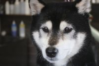 【豆柴】Kちゃん　ナノバブルオゾンシャンプーコースのご利用ありがとうございました。　良くお手入れされていたので直ぐにシャンプーに入る事ができました◎　ブローをしてから爪切りや足裏を綺麗にしてお耳掃除等をしてお手入れしました。　それ程抜け毛の量も多くなく、今日もとってもお利口さんにトリミングできました(^^)/栃木県真岡市　トリミングサロン221B