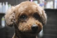 【mix】Cちゃん　カットコースのご利用ありがとうございました。　全身を6㎜の長さに揃えました。　お顔は体に合わせて短めにカットして汚れにくくなるようにしました◎　爪切りやお耳掃除等のお手入れもして今日もとってもお利口さんにトリミングできました(^^)/栃木県真岡市　トリミングサロン221B