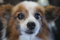 【パピオン】K君　ナノバブルオゾンシャンプー＋部分カットのご利用ありがとうございました。　ブラッシングをしてからナノバブルオゾン水を使ってシャンプー・リンシングをしてブローをしました。　お尻をカットして足裏・足周りを整えて綺麗になりました◎　今日もとってもお利口さんにトリミングできました(^^)/栃木県真岡市　トリミングサロン221B
