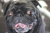 【パグ】Sちゃん　ナノバブルオゾンシャンプーコースのご利用ありがとうございました。　オゾン水を使ってシャンプー・リンシングをしてブローをしました。　爪切りやお耳掃除・皺の間を綺麗にしてお手入れしました◎　今日もとってもお利口さんにトリミングできました(^^)/栃木県真岡市　トリミングサロン221B