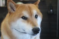 【柴犬】H君　ナノバブルオゾンシャンプーコースのご利用ありがとうございました。　　体調も良いようで安心しました。　全身をブラッシングしてからナノバブルオゾン水を使ってシャンプー・リンシングをしてブローをしました。　爪切り・足周り・お耳掃除等のお手入れをして今日もとってもお利口さんにトリミングできました(^^)/栃木県真岡市　トリミングサロン221B