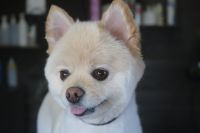 【ポメラニアン】Tちゃん　カットコースのご利用ありがとうございました。　伸びた状態でしたのでブラッシングをしてから粗切りをして、シャンプーに入りました。　ブローをしてから仕上げのカットをして全身スッキリサッパリになりました◎　爪切りやお耳掃除等のお手入れもして今日もとってもお利口さんにトリミングできました(^^)/栃木県真岡市　トリミングサロン221B