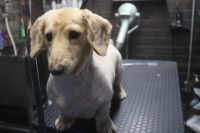 【ダックス】Kちゃん　カットコースのご利用ありがとうございました。　ブラッシングをしてからナノバブルオゾン水を使ってシャンプーした後にカットに入りました。　全身を5mmの長さに揃えて、尻尾はライオンにしました◎　爪切りやお耳掃除等のお手入れもして今日もとってもお利口さんにトリミングできました(^^)/栃木県真岡市　トリミングサロン221B