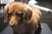 【mix】Aちゃん　ナノバブルオゾンシャンプーコースのご利用ありがとうございました。　前回カットしてからまだそれ程伸びていない状態でしたのであまり時間も掛からずに作業ができました◎　爪切りや肛門腺絞り・足周りをカットして綺麗になりました◎　今日もとってもお利口さんにトリミングできました(^^)/栃木県真岡市　トリミングサロン221B