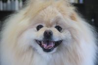 【ポメラニアン】R君　ナノバブルオゾンシャンプーコースのご利用ありがとうございました。　全身をブラッシングしてからオゾン水を使ってシャンプー・リンシングをしました。　ブローをしてから足周りを整えてお耳掃除等をして全身フワフワになりました◎　今日もとってもお利口さんにトリミングできました(^^)/栃木県真岡市　トリミングサロン221B