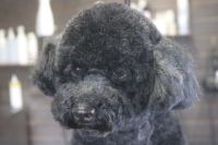【プードル】T君　カットコースのご利用ありがとうございました。　爪切りや肛門腺絞り等のお手入れをしてからシャンプー・ブローをしてカットに入りました。　全身を5mmの長さに揃えてスッキリサッパリになりました◎　　今日もとってもお利口さんにトリミングできました(^^)/栃木県真岡市　トリミングサロン221B