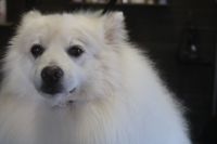 【スピッツ】N君　ナノバブルオゾンシャンプーコースのご利用ありがとうございました。　全身をブラッシングしてデスコートを除去してからナノバブルオゾン水を使ってシャンプー・リンシングをしました。　ブローをしてから足周り・お耳掃除等をして綺麗になりました◎　　今日もとってもお利口さんにトリミングできました(^^)/栃木県真岡市　トリミングサロン221B