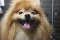 【ポメラニアン】Sちゃん　ナノバブルオゾンシャンプー＋部分カットのご利用ありがとうございました。　ブラッシングをしてからオゾン水を使ってシャンプー・リンシングをしてブローをした後に足周りを整えてお尻をカットしました◎　今日もとってもお利口さんにトリミングできました(^^)/栃木県真岡市　トリミングサロン221B