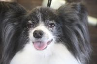 【パピオン】L君　ナノバブルオゾンシャンプーコースのご利用ありがとうございました。　最初に全身をブラッシングしてから爪切りや肛門腺絞り等を済ませてシャンプーに入りました。　オゾン水を使ってシャンプーして全身綺麗になりました◎　　今日もとってもお利口さんにトリミングできました(^^)/栃木県真岡市　トリミングサロン221B