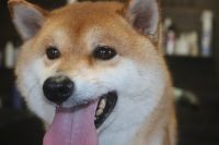 【柴犬】T君　ナノバブルオゾンシャンプーコースのご利用ありがとうございました。　換毛期が始まったので全身をブラッシングしてからシャンプーに入りました。　ブローをして沢山抜け毛が除去できてスッキリサッパリになりました◎　今日もとってもお利口さんにトリミングできました(^^)/栃木県真岡市　トリミングサロン221B