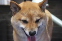 【豆柴】Yちゃん　ナノバブルオゾンシャンプーコースのご利用ありがとうございました。　全身をブラッシングしてからナノバブルオゾン水を使ってシャンプー・リンシングをしました。　ブローをしてから爪切りや足裏を整えてお耳掃除等をしてお手入れしました◎　今日もとってもお利口さんにトリミングできました(^^)/栃木県真岡市　トリミングサロン221B