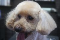 【プードル】Cちゃん　カットコースのご利用ありがとうございました。　全身を短めの長さに揃えてカットしました。　爪切りやお耳掃除・肛門腺絞り等のお手入れもしてスッキリサッパリになりました◎　　今日もとってもお利口さんにトリミングできました(^^)/栃木県真岡市　トリミングサロン221B