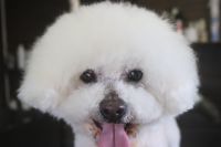 【ビション】S君　ナノバブルオゾンシャンプーコースのご利用ありがとうございました。　まだ長さがそれ程伸びてなかったので今日はシャンプーコースでお手入れしました。　爪切りやお耳掃除・肛門腺絞り等をしてシャンプーブローをして、目の周りをカットしました◎　今日もとってもお利口さんにトリミングできました(^^)/栃木県真岡市　トリミングサロン221B