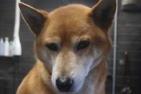 【柴犬】A君　ナノバブルオゾンシャンプーコースのご利用ありがとうございました。　換毛期が終ってないのでしっかりとブラッシングをしてからオゾン水を使ってシャンプーしました。　爪切りやお耳掃除等のお手入れをして今日もとってもお利口さんにトリミングできました(^^)/栃木県真岡市　トリミングサロン221B