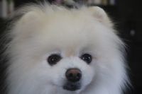 【ポメラニアン】Aちゃん　ナノバブルオゾンシャンプーコースのご利用ありがとうございました。　全身をブラッシングしてから爪切りや肛門腺をチェックしてシャンプーに入りました。　ブローをしてから足周りを整えてお耳をエッジングして綺麗になりました◎　被毛の状態も良くなっていると思います。　今日もとってもお利口さんにトリミングできました(^^)/栃木県真岡市　トリミングサロン221B