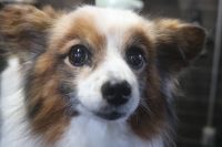 【パピオン】K君　ナノバブルオゾンシャンプー＋部分カットのご利用ありがとうございました。　ステイしているのが辛そうなときは寝かせて作業をしました。　あまり負担が掛からないように時間を短めにしてシャンプーブローをしました。　爪切りや足周りを整えて綺麗になりました◎　今日もとってもお利口さんにトリミングできました(^^)/栃木県真岡市　トリミングサロン221B