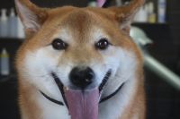 【柴犬】T君　ナノバブルオゾンシャンプーコースのご利用ありがとうございました。　まだ換毛期が続いているようでしたのでしっかりとブラッシングをしてからシャンプーに入りました。　ブローをしてから爪切りや足裏を綺麗にしてお耳掃除等をしてお手入れしました◎　今日もとってもお利口さんにトリミングできました(^^)/栃木県真岡市　トリミングサロン221B