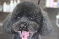 【プードル】Pちゃん　カットコースのご利用ありがとうございました。　全身を5mmの長さで揃えました。　肛門腺はより入念にチェックするように致します。　目の周りは短めにして、汚れにくいようにしました◎　爪切りやお耳掃除もして今日もとってもお利口さんにトリミングできました(^^)/栃木県真岡市　トリミングサロン221B