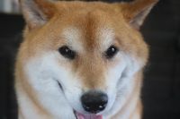 【柴犬】H君　ナノバブルオゾンシャンプーコースのご利用ありがとうございました。　まだ換毛期が続いているようなのでブラッシングを入念にしてからオゾン水を使ってシャンプーしました　爪切り等のお手入れもして今日もとってもお利口さんにトリミングできました(^^)/栃木県真岡市　トリミングサロン221B