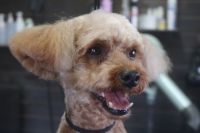 【プードル】A君　カットコースのご利用ありがとうございました。　体・手足はいつもの長さに揃えてお顔はスッキリ目にカットしました。　爪切りやお耳掃除・肛門腺絞り等のお手入れもしてスッキリサッパリになりました◎　　今日もとってもお利口さんにトリミングできました(^^)/栃木県真岡市　トリミングサロン221B