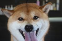 【柴犬】T君　ナノバブルオゾンシャンプーコースのご利用ありがとうございました。　換毛期が続いているのでブラッシングをして抜け毛を除去してからシャンプーに入りました。　ブロー後に爪切りや足裏を整えてお耳掃除等のお手入れをして綺麗になりました◎　今日もとってもお利口さんにトリミングできました(^^)/栃木県真岡市　トリミングサロン221B