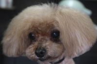 【プードル】Mちゃん　カットコースのご利用ありがとうございました。　今日は一度全身を短めの長さに揃えてカットしました。　爪切りや肛門腺絞り・お耳掃除等のお手入れもしてスッキリサッパリになりました◎　特に苦手な事もなくとってもお利口さんにトリミングできました(^^)/栃木県真岡市　トリミングサロン221B