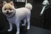 【ポメラニアン】R君　カットコースのご利用ありがとうございました。　長い状態でしたが縺れもあり、お手入れを考えて短くカットしました。一年はカットをしなくても持つと思いますのでこれからはシャンプーコースでお手入れできると思います。　お耳が汚れていたのでお掃除して爪切りや肛門腺絞りをしてお手入れしました◎　今日もとってもお利口さんにトリミングできました(^^)/栃木県真岡市　トリミングサロン221B