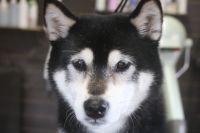 【柴犬】Kちゃん　ナノバブルオゾンシャンプーコースのご利用ありがとうございました。　良くお手入れされていたので直ぐにシャンプーに入る事ができました◎　オゾン水を使って湯煎してからシャンプー・リンシングをしてブローをしました。　爪切りやお耳掃除等もして綺麗になりました。　今日もとってもお利口さんにトリミングできました(^^)/栃木県真岡市　トリミングサロン221B