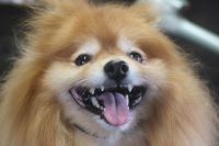 【ポメラニアン】Sちゃん　ナノバブルオゾンシャンプーコース＋部分カットのご利用ありがとうございました。　ブラッシングをしてから爪切り等を済ませてオゾン水を使ってシャンプーしました。　ブロー後にお尻をカットして足周りを整えてお手入れしました◎　今日もとってもお利口さんにトリミングできました(^^)/栃木県真岡市　トリミングサロン221B